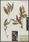 Foto von Salix alba L.